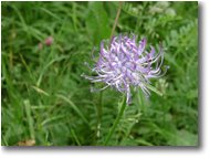 Fotografie Crocefieschi&Vobbia - Fiori&Fauna - Phiteuma alpino