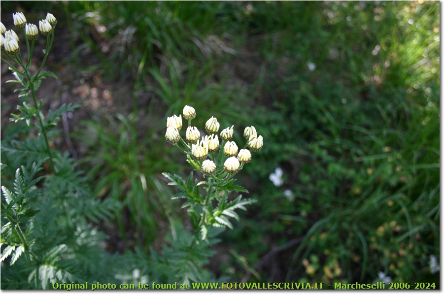 Un fiore del genere crysanthemum - Crocefieschi&Vobbia - 2005 - Fiori&Fauna - Estate - Canon EOS 300D