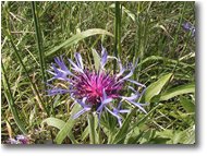 Foto Crocefieschi&Vobbia - Fiori&Fauna - Una centaurea