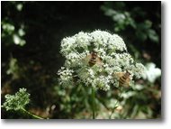 Foto Crocefieschi&Vobbia - Fiori&Fauna - Volucella zonaria su ombrellifera (heraclium)
