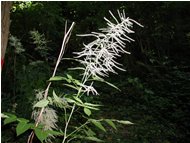  Barba di Giove (Spirea auruncus) - Crocefieschi&Vobbia - <2001 - Fiori&Fauna - Estate - Voto: Non  - Last Visit: 26/9/2023 14.41.38 