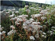  Borracina bianca (sedum album) - Crocefieschi&Vobbia - 2002 - Fiori&Fauna - Estate - Voto: Non  - Last Visit: 25/9/2023 17.13.34 