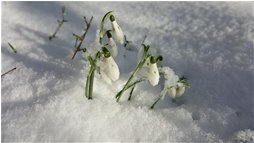  Bucaneve - Crocefieschi&Vobbia - 2016 - Fiori&Fauna - Inverno - Voto: Non  - Last Visit: 25/9/2023 21.9.19 