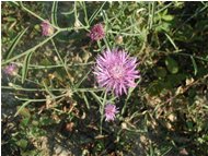  Centaurea nervosa - Crocefieschi&Vobbia - <2001 - Fiori&Fauna - Estate - Voto: Non  - Last Visit: 26/9/2023 1.20.32 