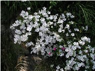  Cerastium - Crocefieschi&Vobbia - 2002 - Fiori&Fauna - Estate - Voto: Non  - Last Visit: 24/1/2024 21.19.29 