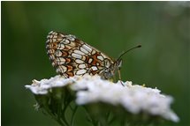  Farfalla Polyommatus icarus - Crocefieschi&Vobbia - 2005 - Fiori&Fauna - Estate - Voto: 9    - Last Visit: 8/2/2022 17.22.43 
