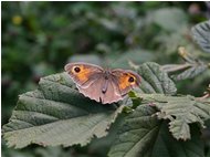  Farfalla del genere pyronia - Crocefieschi&Vobbia - 2005 - Fiori&Fauna - Estate - Voto: Non  - Last Visit: 30/9/2023 0.49.5 