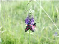  Farfalla zygaena filipendulae su fiore di phiteuma - Crocefieschi&Vobbia - <2001 - Fiori&Fauna - Estate - Voto: 9,14 - Last Visit: 4/10/2023 5.57.30 