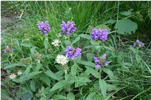  Fiore di Brunella vulgaris  - Crocefieschi&Vobbia - 2005 - Fiori&Fauna - Estate - Voto: 10   - Last Visit: 17/4/2024 13.55.37 