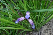  Fiore di Cypripedium calceolus (scarpetta di Venere) - Crocefieschi&Vobbia - 2005 - Fiori&Fauna - Estate - Voto: Non  - Last Visit: 5/6/2022 15.3.24 