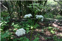  Fiore di Heracleum sphondylium - Crocefieschi&Vobbia - 2005 - Fiori&Fauna - Estate - Voto: Non  - Last Visit: 1/10/2023 4.53.47 