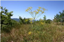  Fiore di Pastinaca - Crocefieschi&Vobbia - 2005 - Fiori&Fauna - Estate - Voto: Non  - Last Visit: 25/4/2024 4.42.35 