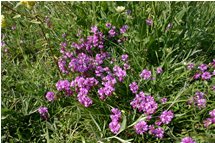  Fiore di Polygala - Crocefieschi&Vobbia - 2005 - Fiori&Fauna - Estate - Voto: Non  - Last Visit: 27/9/2023 19.26.19 