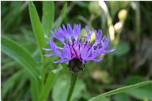  Fiore di centaurea nervosa - Crocefieschi&Vobbia - 2005 - Fiori&Fauna - Estate - Voto: Non  - Last Visit: 29/9/2023 10.41.19 