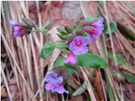  Fiore di pulmonaria officinalis - Crocefieschi&Vobbia - <2001 - Fiori&Fauna - Estate - Voto: Non  - Last Visit: 1/10/2023 15.16.40 