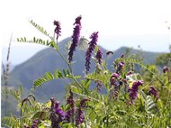  Fiore di  una Onobrychis (lupinella) - Crocefieschi&Vobbia - 2005 - Fiori&Fauna - Estate - Voto: Non  - Last Visit: 24/3/2022 14.49.6 