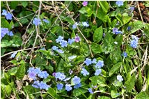  Fioritura di myosotis - Crocefieschi&Vobbia - 2010 - Fiori&Fauna - Estate - Voto: Non  - Last Visit: 26/9/2023 14.34.46 