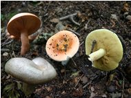  Funghi: clitocybe aurantiaca, russule e boletus granulatos (pinarello) - Crocefieschi&Vobbia - 2005 - Fiori&Fauna - Estate - Voto: Non  - Last Visit: 25/6/2022 2.27.42 