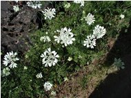  Iberis jordani - Crocefieschi&Vobbia - 2002 - Fiori&Fauna - Estate - Voto: Non  - Last Visit: 27/9/2023 4.10.38 