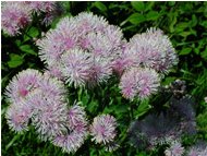  Una varietà di globularia - Crocefieschi&Vobbia - <2001 - Fiori&Fauna - Estate - Voto: Non  - Last Visit: 29/9/2023 1.22.15 