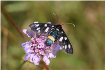  Amata Phagea butterfly - Crocefieschi&Vobbia - 2005 - Flowers&Fauna - Summer - Voto: Non  - Last Visit: 22/1/2024 5.43.39 