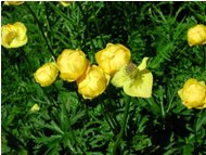  Botton d' oro ranuncolacea - Crocefieschi&Vobbia - <2001 - Flowers&Fauna - Summer - Voto: Non  - Last Visit: 28/9/2023 4.19.9 