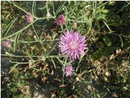  Centaurea nervosa - Crocefieschi&Vobbia - <2001 - Flowers&Fauna - Summer - Voto: Non  - Last Visit: 26/9/2023 1.20.32 