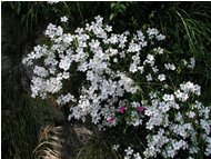  Cerastium - Crocefieschi&Vobbia - 2002 - Flowers&Fauna - Summer - Voto: Non  - Last Visit: 24/1/2024 21.19.29 