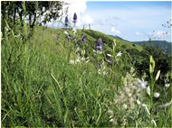  Meadows on M. Proventino - Crocefieschi&Vobbia - 2010 - Flowers&Fauna - Summer - Voto: Non  - Last Visit: 25/9/2023 2.4.50 