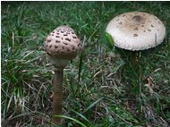  Mushrooms: Lepiota procera - Crocefieschi&Vobbia - 2005 - Flowers&Fauna - Summer - Voto: Non  - Last Visit: 16/4/2024 14.5.44 