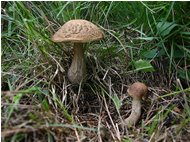  Mushrooms: boletus carpinii - Crocefieschi&Vobbia - 2005 - Flowers&Fauna - Summer - Voto: Non  - Last Visit: 9/10/2023 5.3.5 