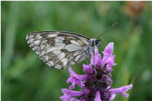  Parage butterfly - Crocefieschi&Vobbia - 2005 - Flowers&Fauna - Summer - Voto: Non  - Last Visit: 22/1/2024 5.43.37 