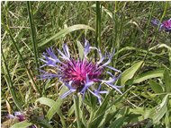  Una centaurea - Crocefieschi&Vobbia - 2004 - Flowers&Fauna - Summer - Voto: Non  - Last Visit: 25/9/2023 18.37.40 