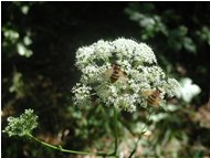  Volucella zonaria su ombrellifera (heraclium) - Crocefieschi&Vobbia - <2001 - Flowers&Fauna - Summer - Voto: Non  - Last Visit: 24/9/2023 14.5.56 