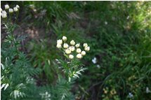  A flower of crysanthemum species - Crocefieschi&Vobbia - 2005 - Flowers&Fauna - Summer - Voto: Non  - Last Visit: 25/4/2024 2.45.6 