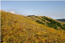  Fioritura di pastinaca sativa sulle pendici del monte Proventino - Crocefieschi&Vobbia - 2010 - Panorami - Estate - Voto: Non  - Last Visit: 13/4/2024 20.15.40 