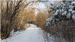  Sentiero che sale al M. Proventino - Crocefieschi&Vobbia - 2016 - Villages - Winter - Voto: Non  - Last Visit: 25/9/2023 8.44.26 