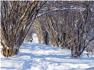  Bosco di noccioli nella neve - Crocefieschi&Vobbia - 2021 - Woods - Winter - Voto: Non  - Last Visit: 13/4/2024 18.43.51 