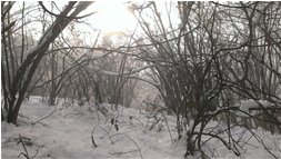  Intrico di nebbia e neve, verso M. Schigonzo - Crocefieschi&Vobbia - 2014 - Woods - Winter - Voto: 10   - Last Visit: 22/1/2024 5.41.29 