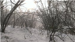 Intrico di nebbia e neve, verso M. Schigonzo - Crocefieschi&Vobbia - 2014 - Woods - Winter - Voto: 10   - Last Visit: 19/4/2025 13.10.28 