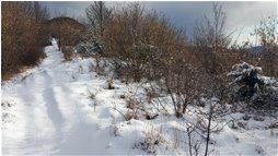  Neve salendo verso il monte Schigonzo - Crocefieschi&Vobbia - 2016 - Woods - Winter - Voto: Non  - Last Visit: 28/9/2023 7.53.17 