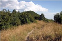  Summer landscape on M. Schigonzo - Crocefieschi&Vobbia - 2007 - Woods - Summer - Voto: Non  - Last Visit: 12/12/2024 16.41.4 