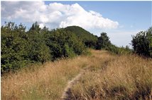  Summer landscape on M. Schigonzo - Crocefieschi&Vobbia - 2007 - Woods - Summer - Voto: Non  - Last Visit: 25/5/2024 9.12.24 