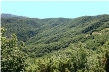 Woods near Crocefieschi - Crocefieschi&Vobbia - 2005 - Woods - Summer - Voto: 10   - Last Visit: 24/9/2023 18.25.55 