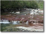 Fotografie Montoggio - Altro - Un angolo del fiume Pentemina