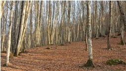  Bosco di faggi, lago del Brugneto - Montoggio - 2016 - Boschi - Inverno - Voto: Non  - Last Visit: 19/4/2024 9.47.58 