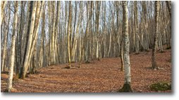 Foto Montoggio - Boschi - Bosco di faggi, lago del Brugneto