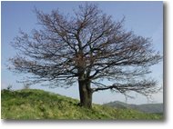 Foto Montoggio - Boschi - La quercia (monte Sella)