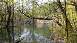  Riflessi, lago di Valnoci - Montoggio - 2014 - Boschi - Estate - Voto: Non  - Last Visit: 27/9/2023 4.30.22 