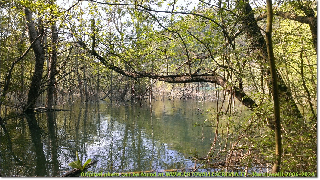 Riflessi, lago di Valnoci - Montoggio - 2014 - Boschi - Estate - HTC One S Nokia C7-00 (o altro cell)